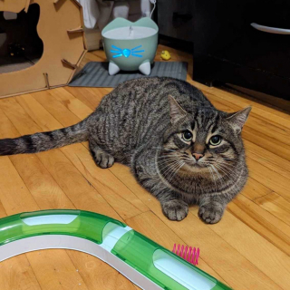 Illustration de l'article : Abandonné en plein hiver et totalement frigorifié, ce chat a l’instinct de venir gratter à la bonne porte 