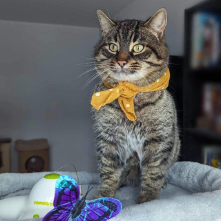 Illustration de l'article : Abandonné en plein hiver et totalement frigorifié, ce chat a l’instinct de venir gratter à la bonne porte 