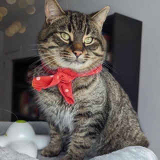 Illustration de l'article : Abandonné en plein hiver et totalement frigorifié, ce chat a l’instinct de venir gratter à la bonne porte 