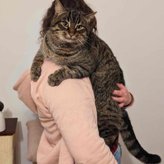 Illustration de l'article : Abandonné en plein hiver et totalement frigorifié, ce chat a l’instinct de venir gratter à la bonne porte 