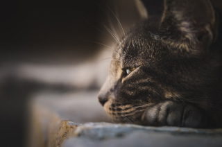 Illustration de l'article : Âgé, malade et marqué par des années de négligence, ce chat impressionne un couple qui décide de lui offrir la plus belle des fins de vie