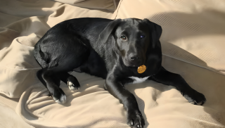 Illustration de l'article : Ce labrador qui adore manger les œufs sauve l’un d’entre eux pour l’offrir à ses maîtres