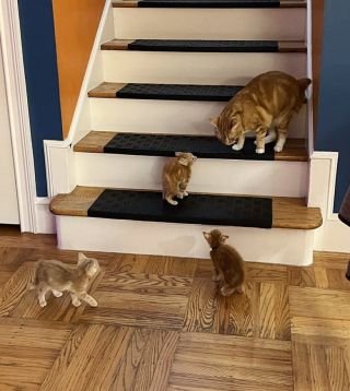Illustration de l'article : 3 chatons abandonnés ont été retrouvés dans une benne de camion, ils espèrent trouver rapidement une famille pour les adopter 