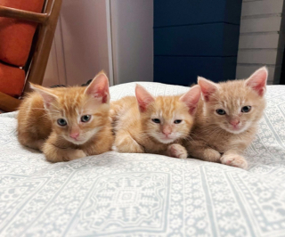 Illustration de l'article : 3 chatons abandonnés ont été retrouvés dans une benne de camion, ils espèrent trouver rapidement une famille pour les adopter 