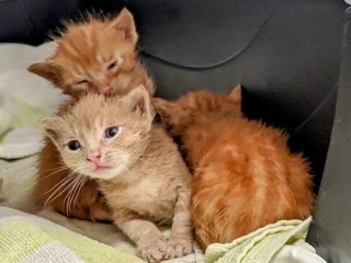 Illustration de l'article : 3 chatons abandonnés ont été retrouvés dans une benne de camion, ils espèrent trouver rapidement une famille pour les adopter 