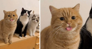 Illustration de l'article : 18 adorables photos de chats et de chiens qui vont vous faire fondre d’amour