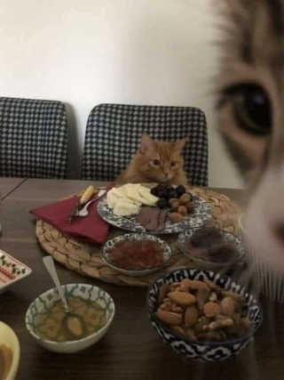 Illustration de l'article : 18 adorables photos de chats et de chiens qui vont vous faire fondre d’amour