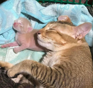 Illustration de l'article : 18 adorables photos de chats et de chiens qui vont vous faire fondre d’amour