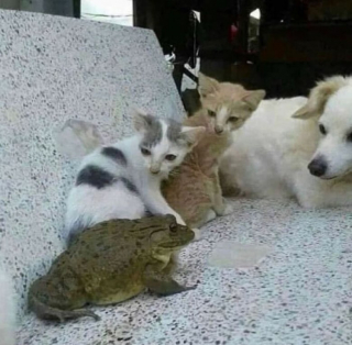 Illustration de l'article : 18 adorables photos de chats et de chiens qui vont vous faire fondre d’amour
