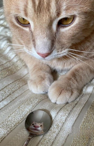 Illustration de l'article : 18 adorables photos de chats et de chiens qui vont vous faire fondre d’amour