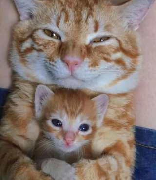 Illustration de l'article : 18 adorables photos de chats et de chiens qui vont vous faire fondre d’amour