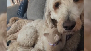 Illustration de l'article : Cette belle Goldendoodle adopte un petit chaton en quête d’amour (vidéo)
