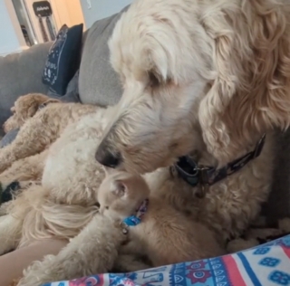 Illustration de l'article : Cette belle Goldendoodle adopte un petit chaton en quête d’amour (vidéo)