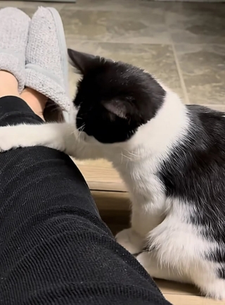 Illustration de l'article : Ce chat malade et cette femme décident de lutter ensemble pour survivre