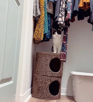 Illustration de l'article : Ce chat malade et cette femme décident de lutter ensemble pour survivre
