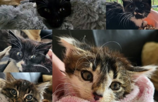Illustration de l'article : Alors qu'un employé de station d'épuration pensait sauver un chaton, il en découvre 5 autres