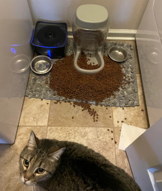 Illustration de l'article : 13 photos de chiens et de chats qui savent parfaitement comment attendrir un humain