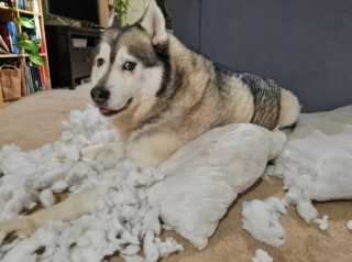 Illustration de l'article : 13 photos de chiens et de chats qui savent parfaitement comment attendrir un humain