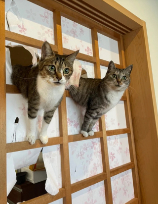 Illustration de l'article : 13 photos de chiens et de chats qui savent parfaitement comment attendrir un humain