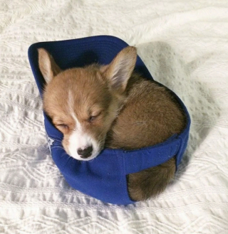 Illustration de l'article : 13 photos de chiens et de chats qui savent parfaitement comment attendrir un humain