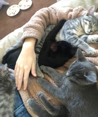 Illustration de l'article : 13 photos de chiens et de chats qui savent parfaitement comment attendrir un humain