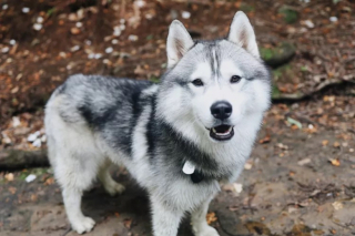Illustration de l'article : Grâce à son flair, ce Husky a détecté une fuite de gaz et a sauvé tout son quartier