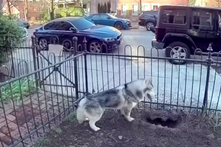 Illustration de l'article : Grâce à son flair, ce Husky a détecté une fuite de gaz et a sauvé tout son quartier