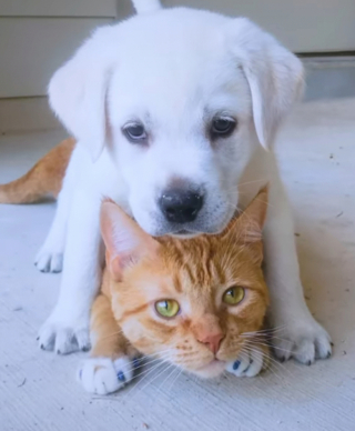 Illustration de l'article : Une vidéo émouvante dévoile l'évolution de l'amitié entre un chat et un chiot