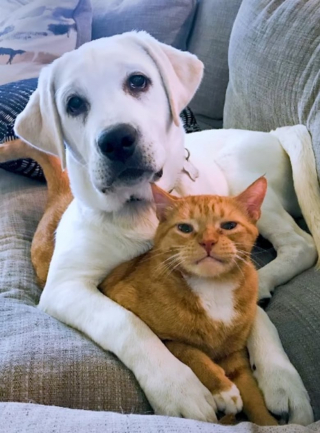 Illustration de l'article : Une vidéo émouvante dévoile l'évolution de l'amitié entre un chat et un chiot
