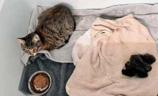 Illustration de l'article : Une chatte gestante et malade abandonnée à l'hôtel provoque un sauvetage qui se transformera adoption multiple