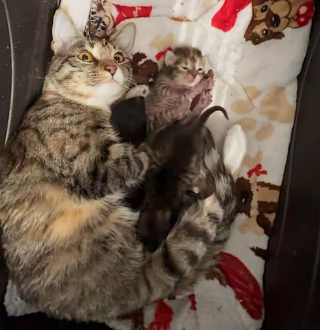 Illustration de l'article : Une chatte gestante et malade abandonnée à l'hôtel provoque un sauvetage qui se transformera adoption multiple