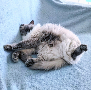 Illustration de l'article : 13 photos de chats qui ont élevé la paresse au rang d’art véritable