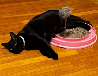 Illustration de l'article : 13 photos de chats qui ont élevé la paresse au rang d’art véritable