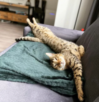 Illustration de l'article : 13 photos de chats qui ont élevé la paresse au rang d’art véritable