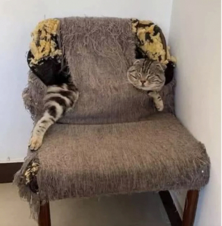 Illustration de l'article : 13 photos de chats qui ont élevé la paresse au rang d’art véritable