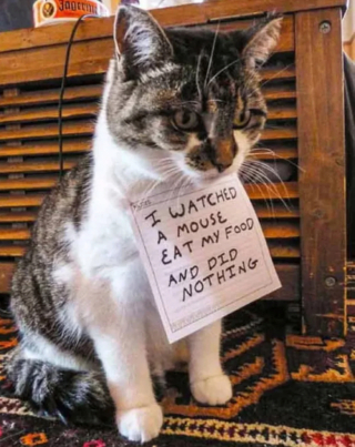 Illustration de l'article : 13 photos de chats qui ont élevé la paresse au rang d’art véritable