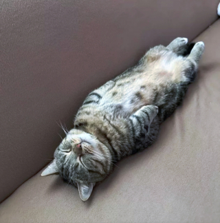 Illustration de l'article : 13 photos de chats qui ont élevé la paresse au rang d’art véritable