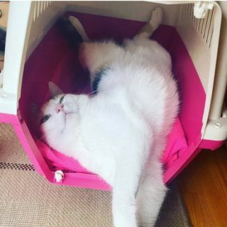 Illustration de l'article : 13 photos de chats qui ont élevé la paresse au rang d’art véritable