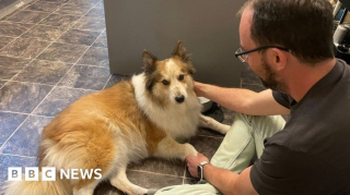 Illustration de l'article : En balade sur une plage, un inconnu vole au secours d’un maître démuni face à son chien en pleine crise d’épilepsie