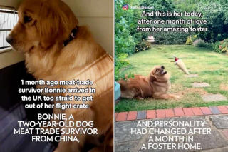 Illustration de l'article : Destinée à l’abattoir, une Golden Retriever s’en sort grâce au soutien et à l’amour de bénévoles (vidéo)