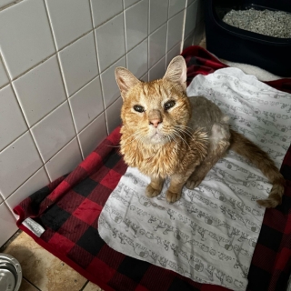 Illustration de l'article : Un chat errant pénètre dans un immeuble dans l’espoir d’être sauvé de sa condition (vidéo)