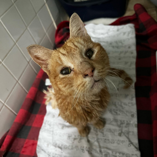 Illustration de l'article : Un chat errant pénètre dans un immeuble dans l’espoir d’être sauvé de sa condition (vidéo)