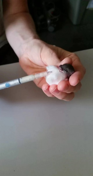 Illustration de l'article : Secourues par un centre spécialisé, des souris remercient leurs aidants par un présent unique