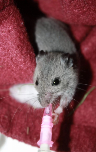 Illustration de l'article : Secourues par un centre spécialisé, des souris remercient leurs aidants par un présent unique