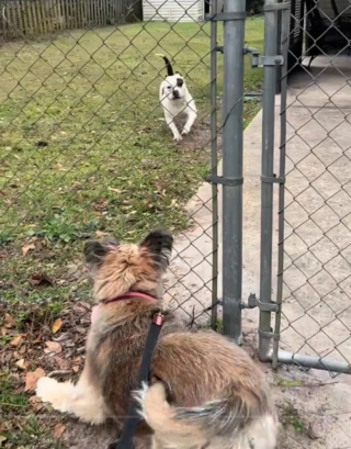 Illustration de l'article : Cette chienne qui saluait quotidiennement son ami derrière un grillage a été surprise le jour où il n’y était plus (vidéo)