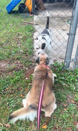 Illustration de l'article : Cette chienne qui saluait quotidiennement son ami derrière un grillage a été surprise le jour où il n’y était plus (vidéo)