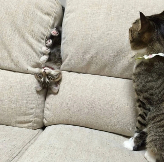Illustration de l'article : 18 photos cocasses de chats qui se sont retrouvés dans de drôles de situations 