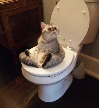 Illustration de l'article : 18 photos cocasses de chats qui se sont retrouvés dans de drôles de situations 