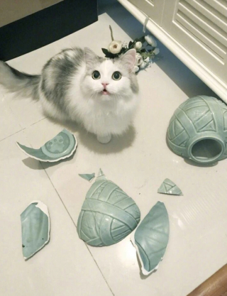 Illustration de l'article : 18 photos cocasses de chats qui se sont retrouvés dans de drôles de situations 