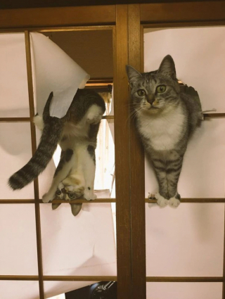 Illustration de l'article : 18 photos cocasses de chats qui se sont retrouvés dans de drôles de situations 